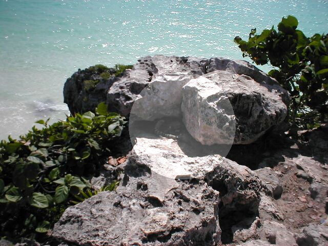 Tulum - iguana 1