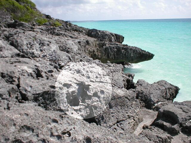 Tulum - iguana 3