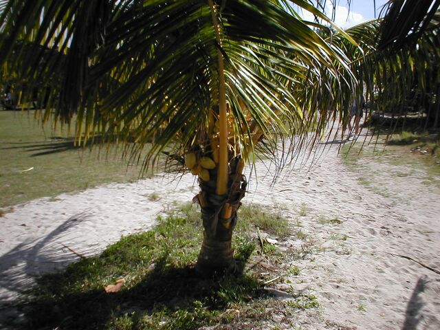 Tulum - tree and fruit